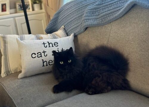 The Cat Sits Here Pillow, BagMyGift