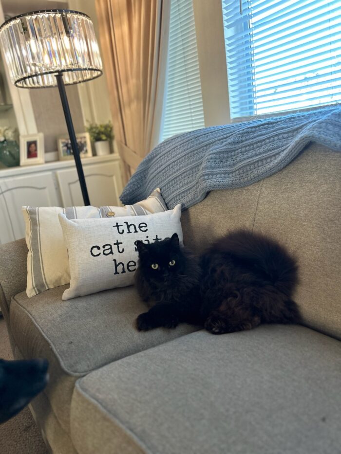 The Cat Sits Here Pillow, BagMyGift