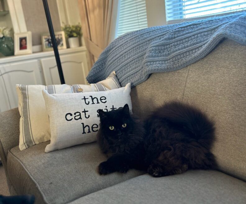 The Cat Sits Here Pillow, BagMyGift