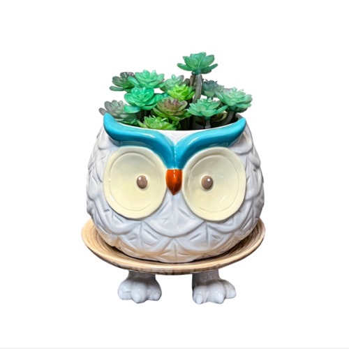 Hoots the Owl Footsie Planter, BagMYGift