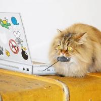 Cat Laptop Scratch Pad, BagMYGift