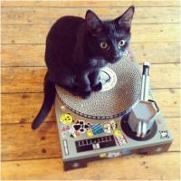 Cat Scratch Dj Decks - Image 2