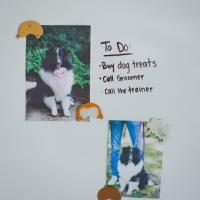 Dog Butt Magnets - Image 3