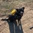 Pooch Pouch - Cheeseburger Backpack, BagMYGift