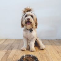 Hangry Bitch Pet Bowl, BagMYGift