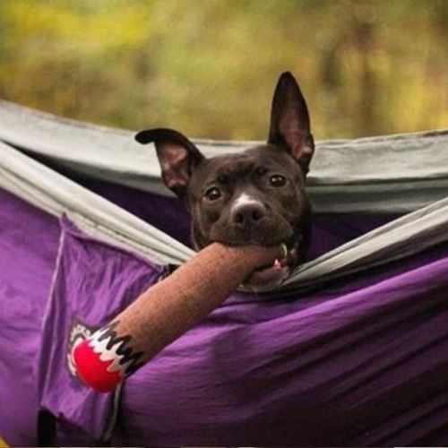 Blunt Hemp Dog Toy, Dooby's Cigar's Pet Toy, BagMYGift