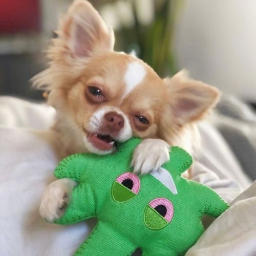 Mini 6" Dooby's "blunt" Cigar Hemp Dog Toy, BagMYGift