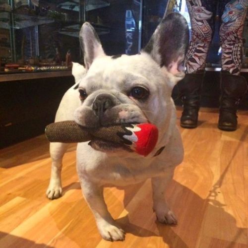 Mini 6" Dooby's "blunt" Cigar Hemp Dog Toy, BagMYGift